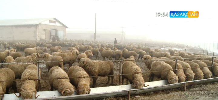 «Меркі асылтұқымды қой зауыты» жанынан бордақылау алаңы ашылды
