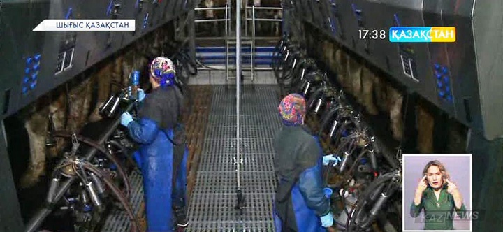 Шығыс Қазақстанда тауарлы-сүт фермалары көбейіп келеді