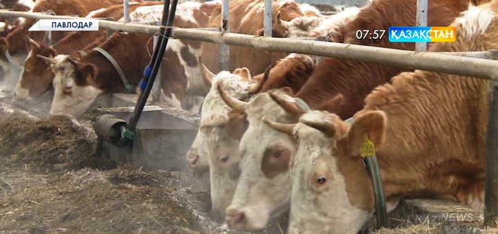Павлодардағы «Маяк»  тауарлы-сүт фермасы мал басын асылдандыруда