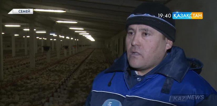 Семейдегі «Восток-Бройлер» құс фабрикасы қуаттылығын  арттырмақ