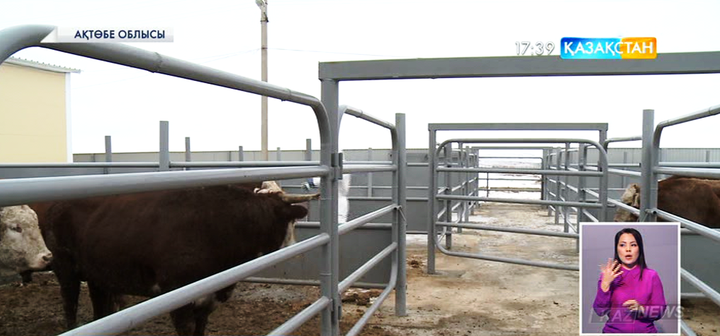 Ақтөбе облысында мал басын асылдандыру жұмыстары қарқынды жүріп жатыр