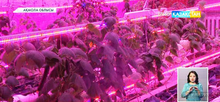 Ақмола облысының Арнасай ауылында еліміздегі тұңғыш фитодиодты жылыжай жұмыс істеуде