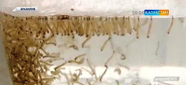 «Зика» безгегінің өршуі Латын Америкасы мен әлемге қауіп төндіріп тұр – ДДСҰ