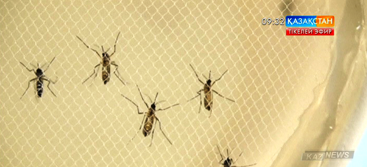 Флорида штатында Зика безгегіне орай төтенше жағдай орнады