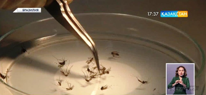 Бразилияда Зика безгегінің өршуі масадан қорғайтын репелленттердің саудасын қыздыра түсті