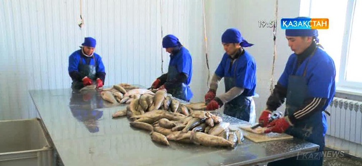 Қызылорда балығына Еуропа елдері  мен Ресей  ерекше қызығушылық танытуда