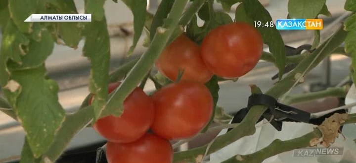 Алматы облысында аумағы 4 гектар болатын жаңа жылыжай кешені пайдалануға берілді