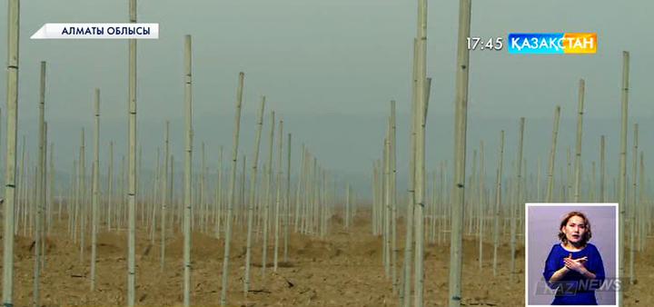 Ең үлкен жеміс бағы Алматы облысында