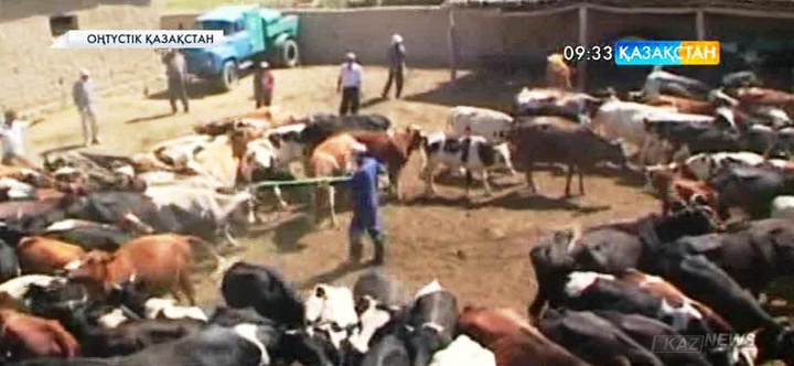 ОҚО-да төрт түлікті сырғалау және қора-қопсыны дәрілеу жұмыстары жылдағыдан ерте басталғалы отыр