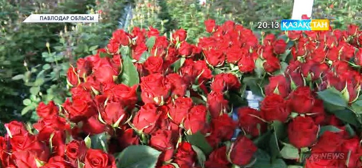 Екібастұзда голландиялық раушан гүлдері өсіріле бастады