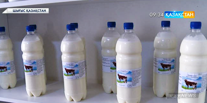 Сүт тапсыру – күнделікті табыс көзі