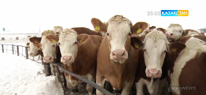 Былтыр Қазақстаннан 16 мың тонна ет экспортталған