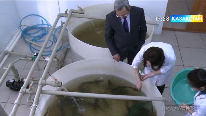 Семейдегі Шәкәрім атындағы мемлекеттік университет ғалымдары өңірде бекіре балығын өсіруді дамытпақ