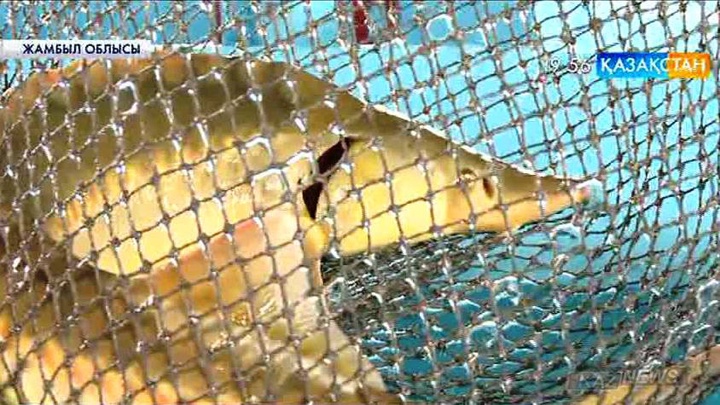 Жамбылдық шаруалар бекіре өсіруді қолға алды