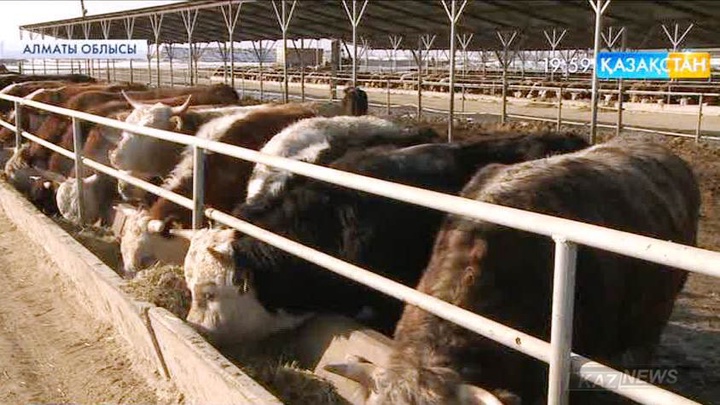 Алматы облысындағы ең ірі мал бордақылау алаңдарының бірі Балқаш ауданында орналасқан