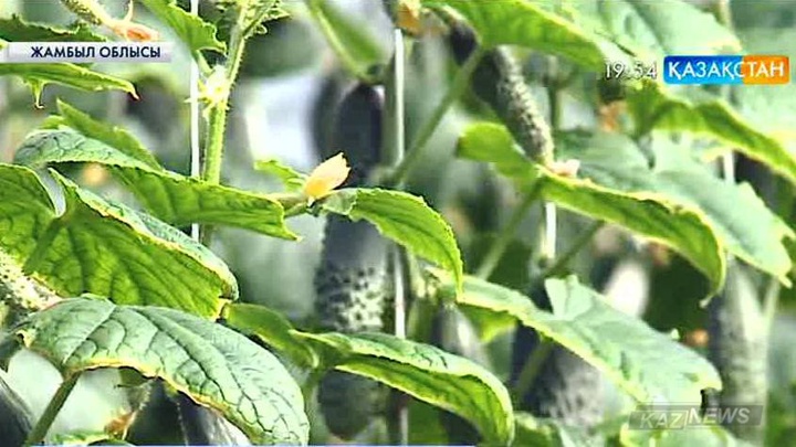 Жамбылдық дихандар өңір нарығының 30 пайызын жылыжай өнімдері арқылы қамтамасыз етпек