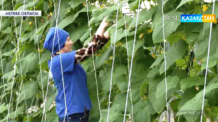Ақтөбе облысының жартысын бір ауданның бау-бақшасы қамтамасыз етіп отыр