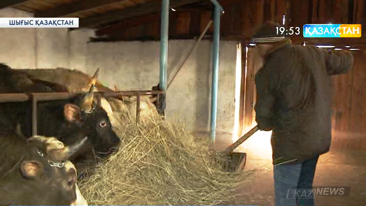 Шығыс Қазақстан облысында мал бордақылау ісін мықтап қолға алған шаруалар көбейіп келеді