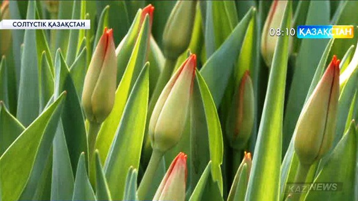 Қазақстан жылына 155 миллион АҚШ долларына гүл импорттайды