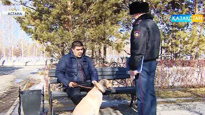 Қалада ит пен мысықты серуендету ережелері өзгерді