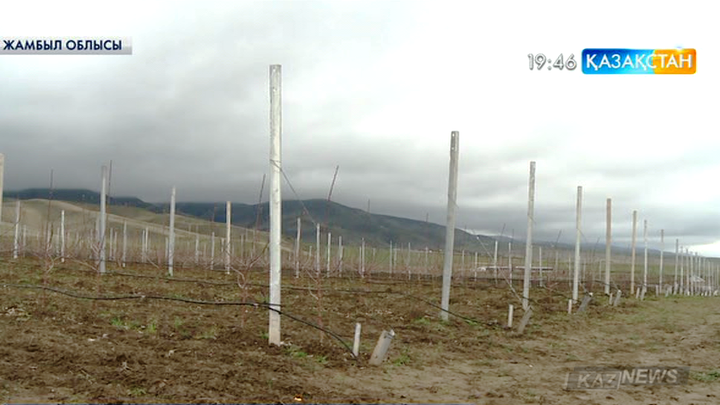 Меркі ауданындағы «Жасыл белес» шаруа қожалығы 1 гектар алма бағынан 150 тоннадан астам өнім алған