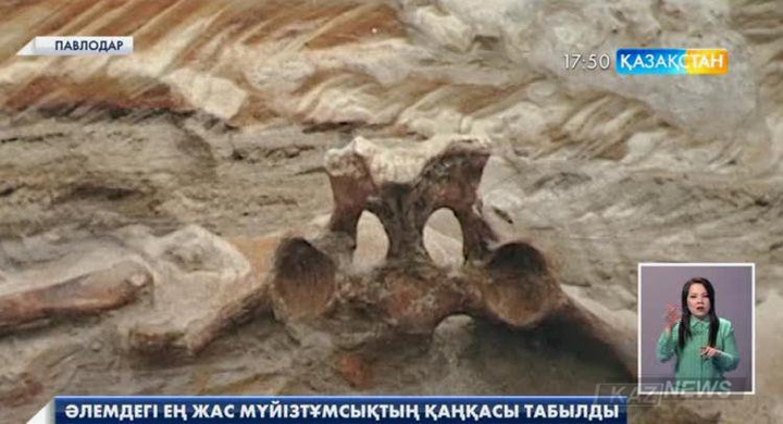 Павлодар облысы аумағынан табылған эласмотерии сүйегі көне мүйізтұмсықтың ең жас қаңқасы