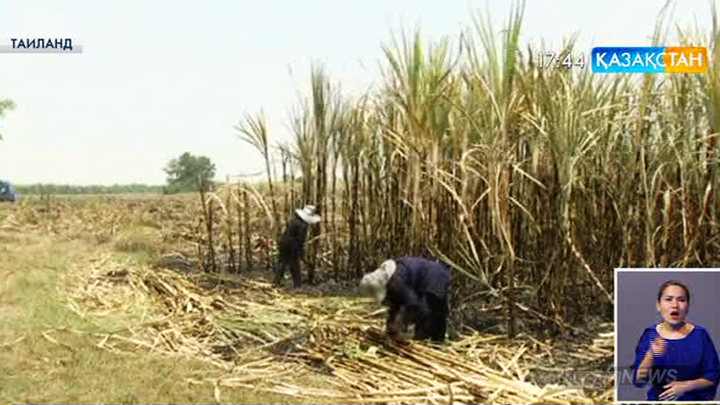 Таиландта қуаңшылықтан қант шаруашылығы орасан шығынға батып жатыр