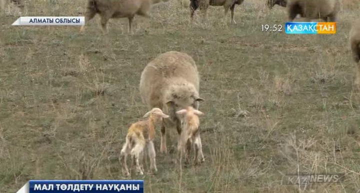 Алматы облысында мал төлдету науқаны қарқынды жүріп жатыр