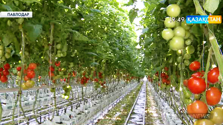 Павлодар облысындағы ең ірі жылыжайдан алынған алғашқы өнім қала базарларына жіберілді