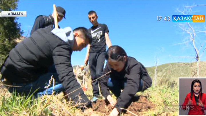 Алматыдағы Медеу шатқалына 5000 түп ағаш егілді
