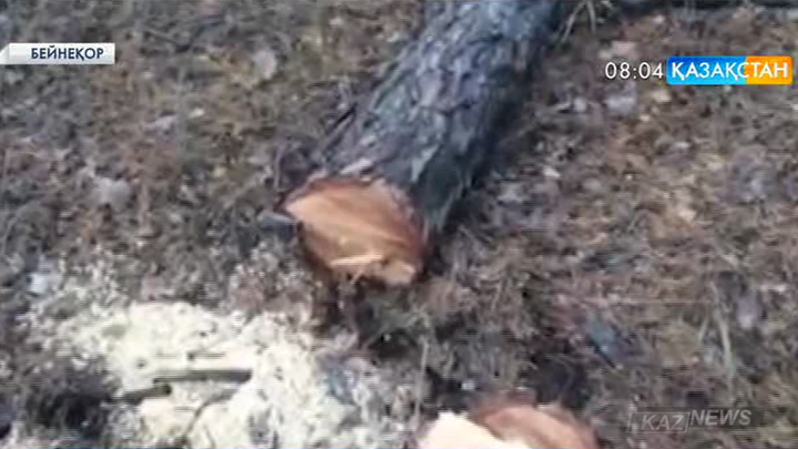 Павлодар облысында орманды отаған алты орманшы сотталды