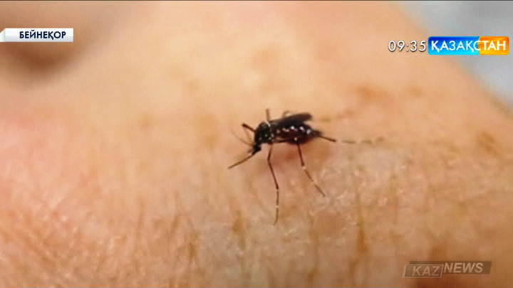 Зика безгегі 2,2 миллиард адамға қауіп төндіріп тұр