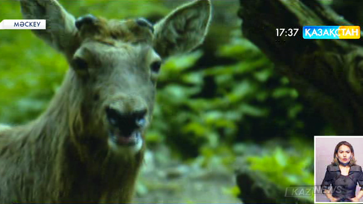 Қазақстанда тоғай бұғысының саны артып келеді