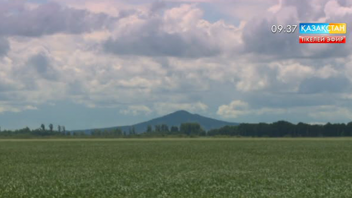Солтүстік Қазақстан облысында егіс алқаптарын дәрілеу басталды  