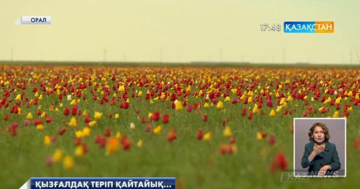 Орал өңірінде  қырдың қызғалдағы гүл жарды