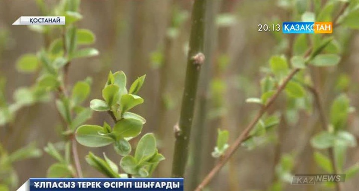 Қостанайлық биолог ұлпасыз терек сортын өсіріп шығарды