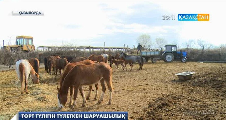 Сыр өңірінде мал шаруашылығын жандандыруда ер азаматтармен қатар іскер әйелдер де белсенділік танытуда