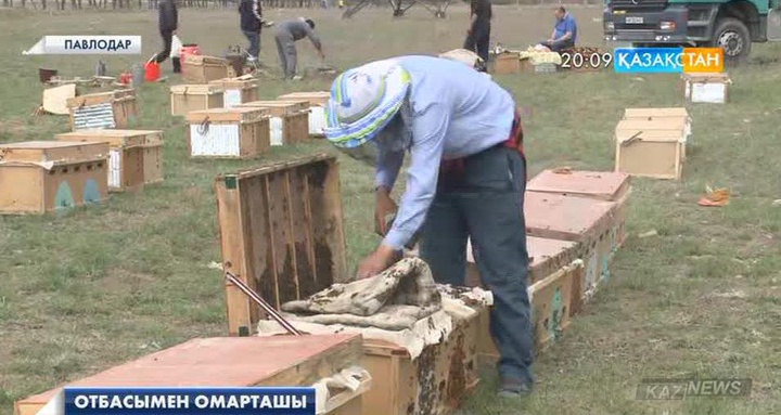 Павлодар облысындағы  Шараповтар отбасы ара өсіріп, омарташылықтан пайда тауып отыр