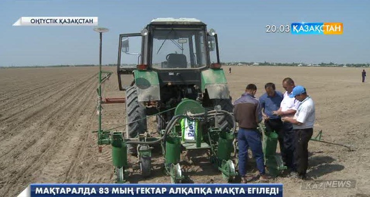 Мақтаралда 83 мың гектарға мақта егіледі