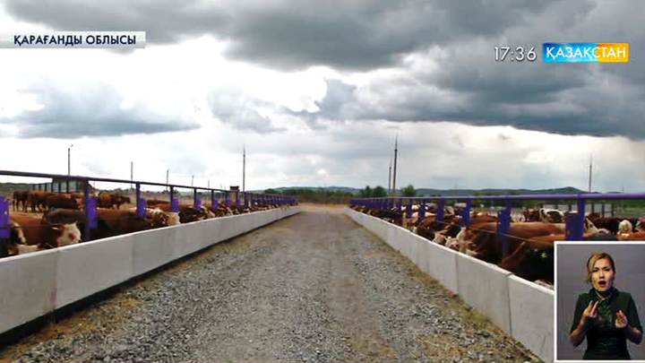 Қарағанды облысында мал бордақылау алаңы ашылды