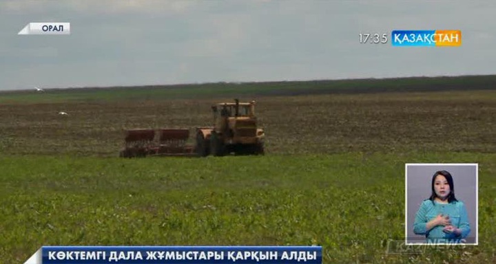 Биыл Орал өңірінде егістік көлемі 596 мың гектарды құрайды