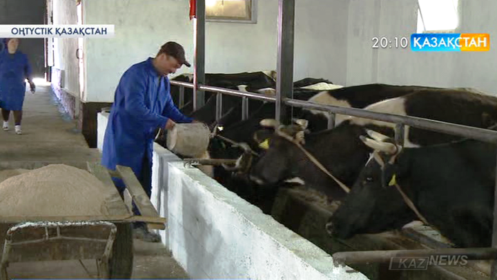 Оңтүстік Қазақстан облысының Төңкеріс ауылында сүт фермасы ашылды