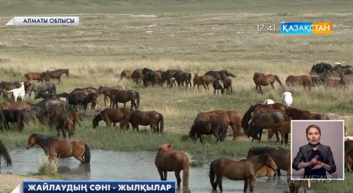 Алматы облысында жылқыны асылдандырып отырған шаруашылық бар