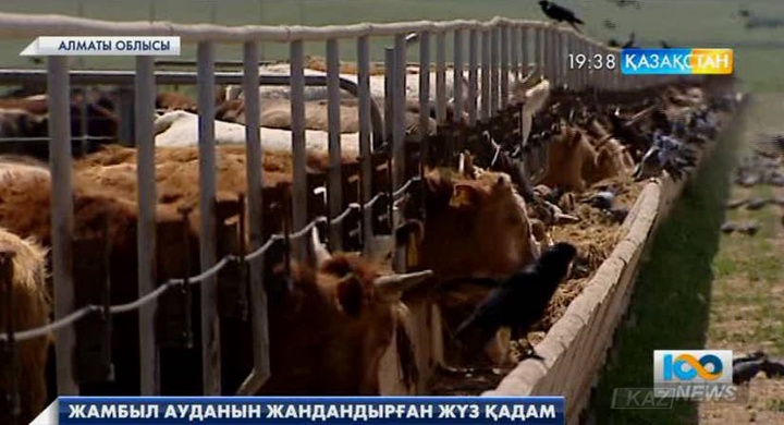 Жамбыл ауданын жандандырған «100 қадам»