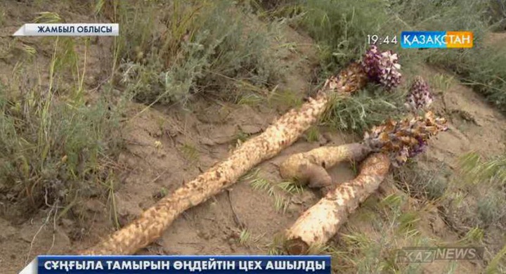 Аққұбалар порно онлайн көру