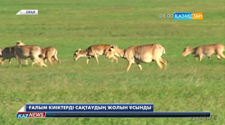 Ғалым киіктерді сақтаудың жолын ұсынды