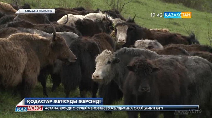 Қодастар Жетісуды жерсінді