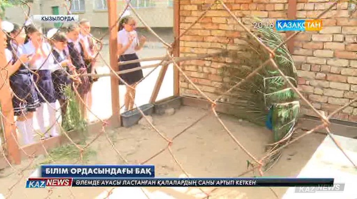 Қызылордадағы №11 қазақ орта мектебінде ғажайып бақ бар