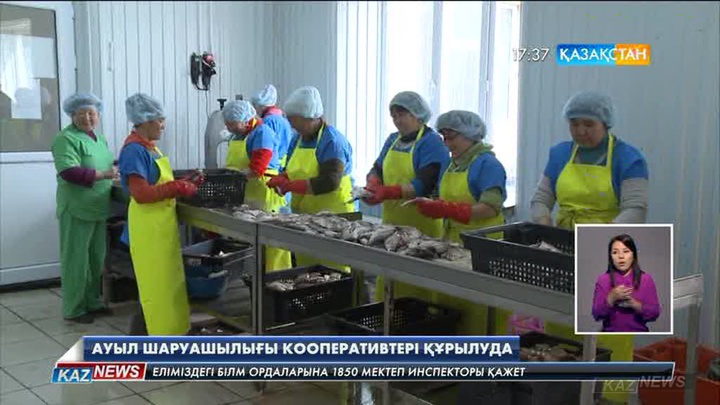 Шығыс Қазақстан облысының Көкпекті ауданында ауыл шаруашылығы кооперативтері құрылуда