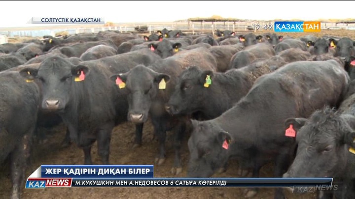 Солтүстік Қазақстан облысында жыл сайын 5 миллион гектарға жуық алқапқа егін егіледі